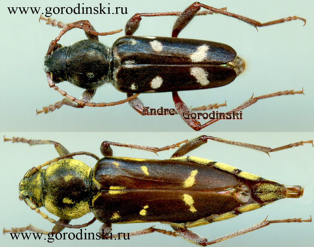 http://www.gorodinski.ru/cerambyx/Xylotrechus namanganensis.jpg